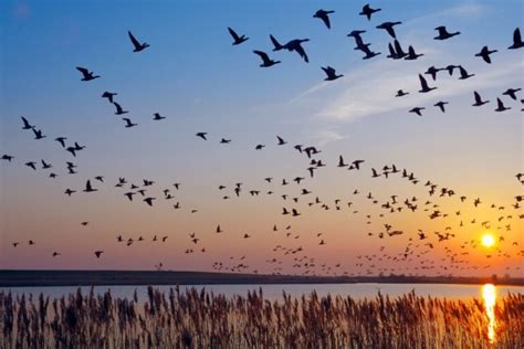 Birds fly south. Things To Know About Birds fly south. 